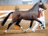 stallion Dynamit Harry (German Riding Pony, 2006, from D'Acord)