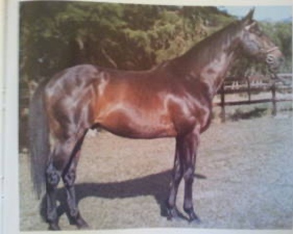 stallion Sound Reason xx (Thoroughbred, 1974, from Bold Reason xx)