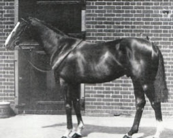 stallion Golden Sun xx (Thoroughbred, 1910, from Sundridge xx)