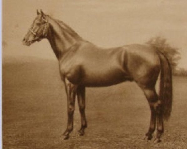 stallion Bridge of Canny xx (Thoroughbred, 1903, from Love Wisely xx)