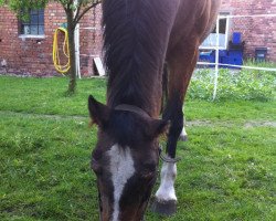 broodmare Avena (Hanoverian, 1984, from Atatuerk)