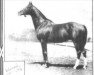 stallion Woorak xx (Thoroughbred, 1911, from Traquair xx)