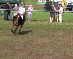 broodmare Cherona 3 (Hanoverian, 2005, from Cranach)