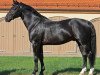 stallion Elitär (Sachs-door. Heavy Warmbl., 2007, from Elbcapitän)