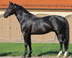 stallion Elitär (Sachs-door. Heavy Warmbl., 2007, from Elbcapitän)