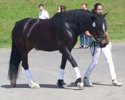 broodmare Landavia Cabrila (Welsh-Cob (Sek. D), 2000, from Randeck Tristan)