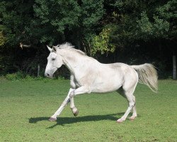 dressage horse Feinstein (Thuringia, 1999, from Festival Westfalia)