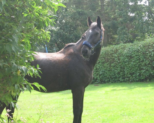 horse Gamrie (Hanoverian, 1993, from Graf Remus)