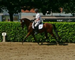 horse Carlito (German Riding Pony, 2008, from Carlson)