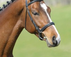 dressage horse Sigonetti (German Sport Horse, 2007, from Sir Oldenburg)