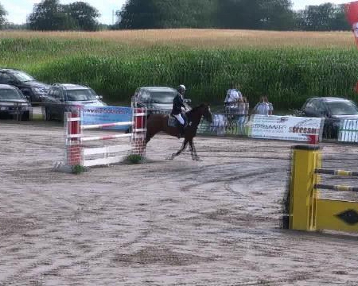 jumper Zoe 56 (KWPN (Royal Dutch Sporthorse), 2004, from Namelus R)