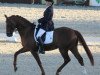 dressage horse Don Primo 6 (Hanoverian, 2007, from Dimaggio)