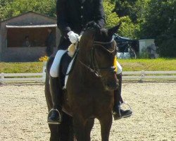 dressage horse San Dewina (Hanoverian, 2006, from Sir Donnerhall I)