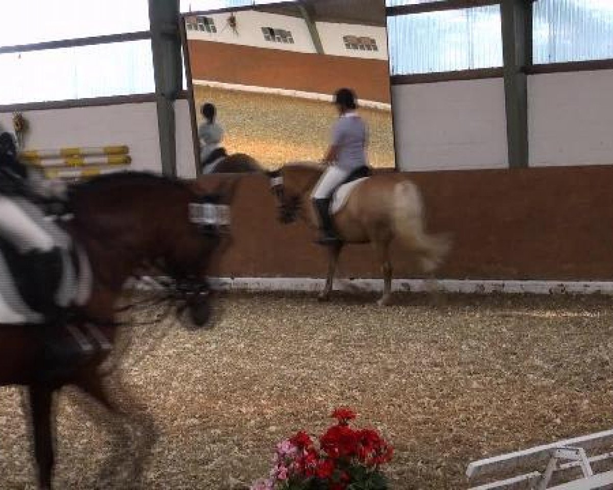 dressage horse Calipso de Luxe (German Riding Pony, 2004, from FS Champion de Luxe)