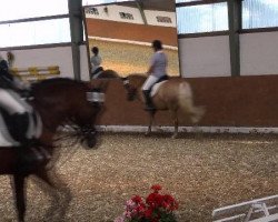 dressage horse Calipso de Luxe (German Riding Pony, 2004, from FS Champion de Luxe)