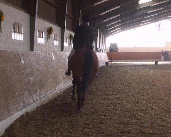dressage horse Lavita (Westphalian, 1999, from Lamoureux II)