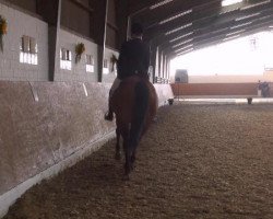 dressage horse Lavita (Westfale, 1999, from Lamoureux II)