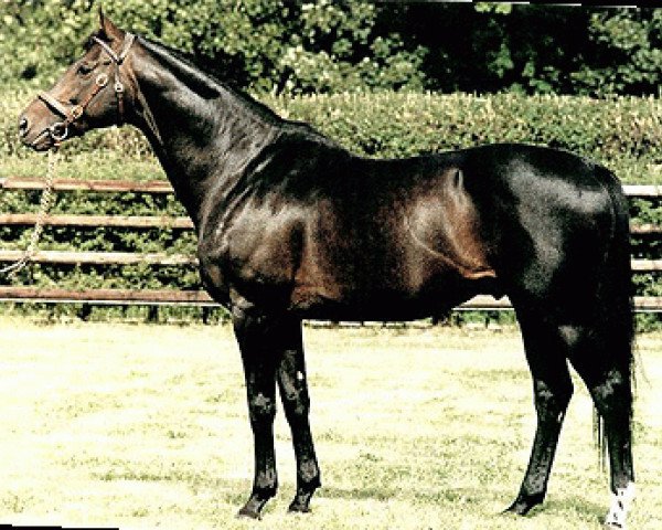 Pferd Monsun xx (Englisches Vollblut, 1990, von Königsstuhl xx)
