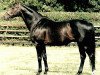 stallion Monsun xx (Thoroughbred, 1990, from Königsstuhl xx)