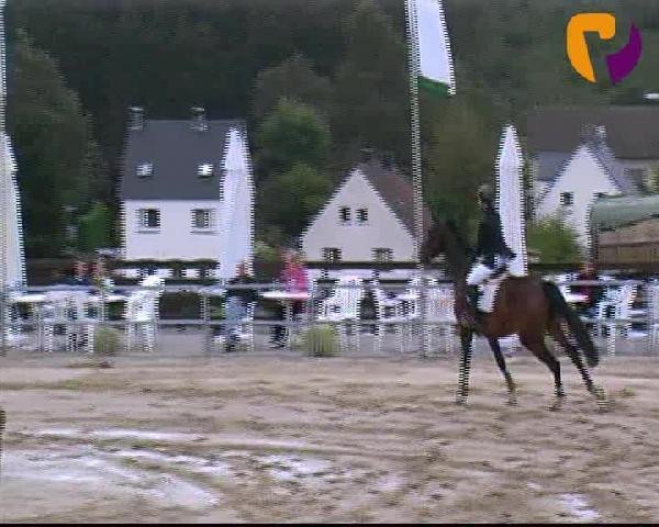 jumper Verzace Attitude (Hanoverian, 2002, from Graf Top)