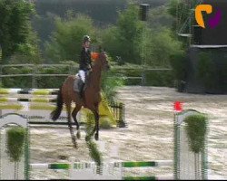 horse Big Boy 35 (Belgium Sporthorse, 2007, from Wunder Boy van de Zuuthoeve)