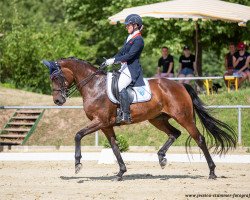 dressage horse Daily Fun 4 (Hanoverian, 2012, from Destano)