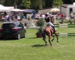 jumper Amaroso 3 (Hanoverian, 2002, from Acord II)