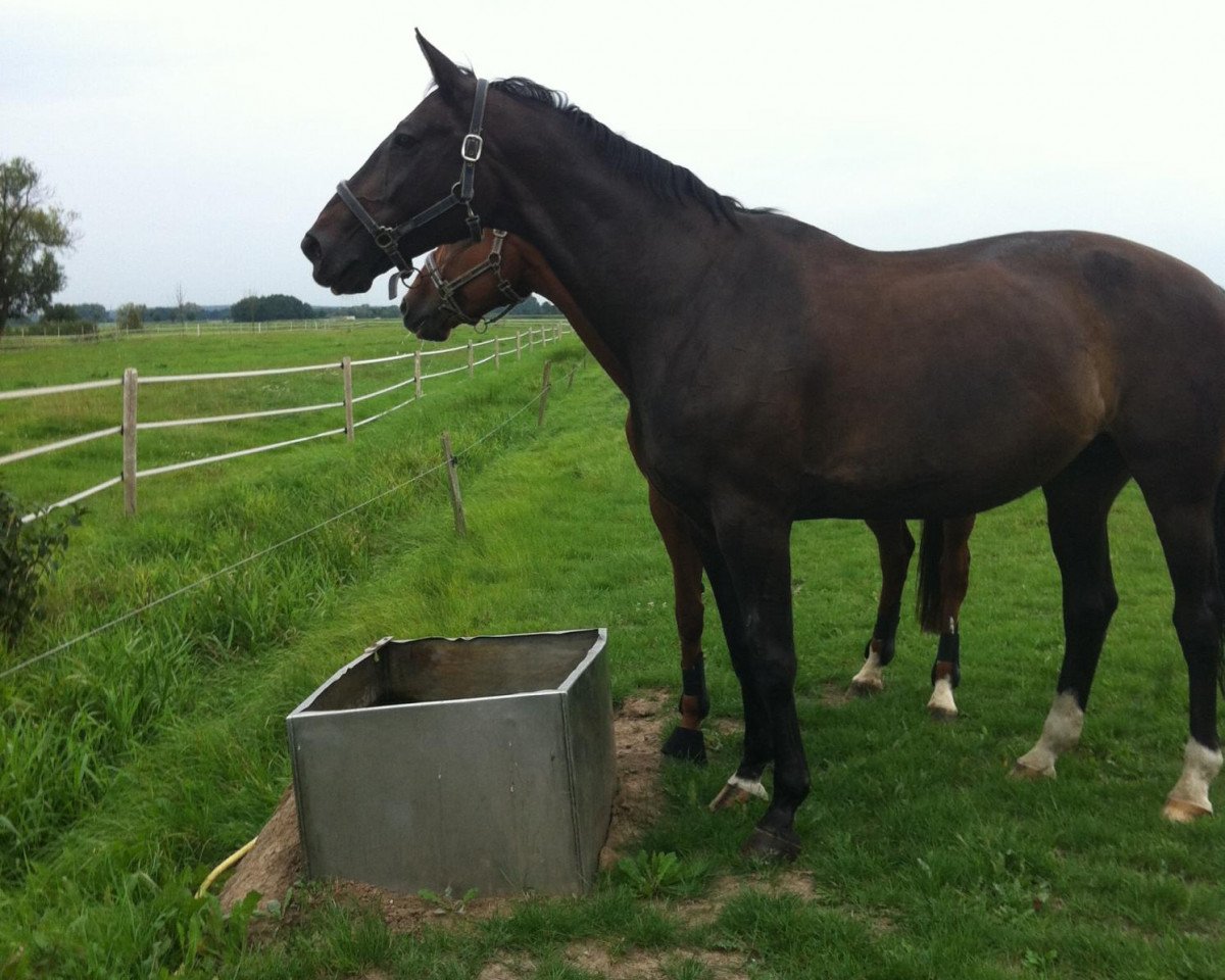 broodmare Alena 24 (Hanoverian, 1995, from Archipel)