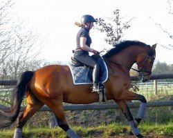 dressage horse Lissaro`s Leo (Hanoverian, 2012, from Lissaro)