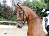 dressage horse Cooper FM (Hanoverian, 2007, from Concetto)