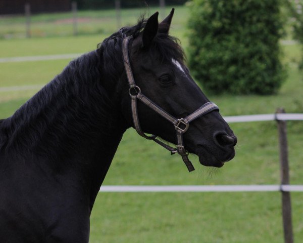 Pferd La Calera 4 (Westfale, 1995, von Lutz)