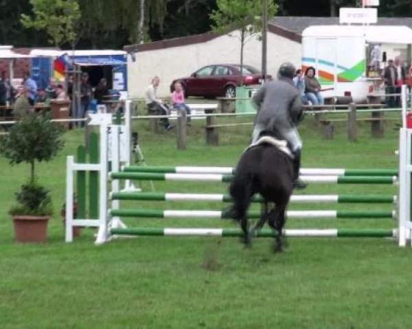 broodmare Corvette 27 (German Sport Horse, 2006, from Convoi)