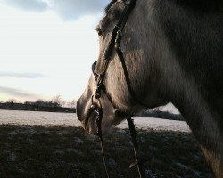 broodmare Caroline (Holsteiner, 2005, from Carolus I)