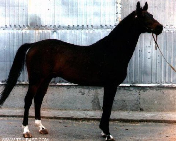 stallion Choreograph (Russian Trakehner, 1983, from Hockey 41)