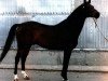 stallion Choreograph (Russian Trakehner, 1983, from Hockey 41)