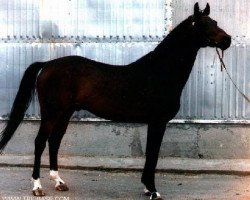 Deckhengst Choreograph (Russisch Trakehner, 1983, von Hockey 41)