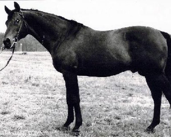 stallion Privet (Russian Trakehner, 1963, from Piligrim)