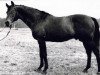 stallion Privet (Russian Trakehner, 1963, from Piligrim)