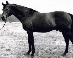 Deckhengst Privet (Russisch Trakehner, 1963, von Piligrim)