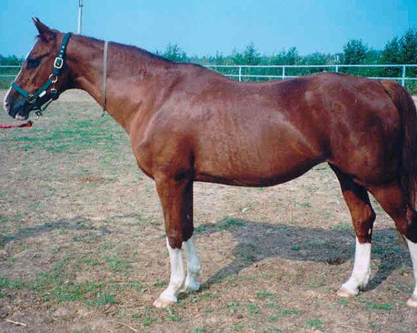 broodmare Wena (Russian Trakehner, 1985, from Privet)