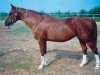 broodmare Wena (Russian Trakehner, 1985, from Privet)