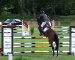 jumper Lina 138 (German Sport Horse, 2006, from Lalique)