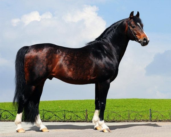 stallion Wertoprach DS (Trakehner, 1992, from Choreograph)