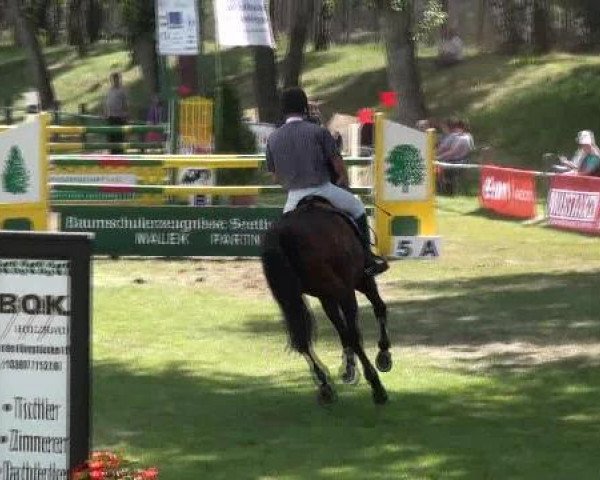 jumper Lady Ginella (Oldenburg show jumper, 2003, from Lycos)