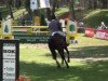 jumper Lady Ginella (Oldenburg show jumper, 2003, from Lycos)