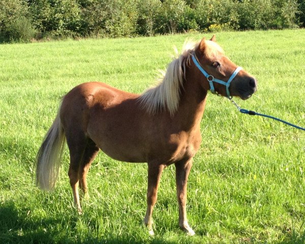 Pferd Prada S (Deutsches Classic Pony, 2009, von Pirat S)