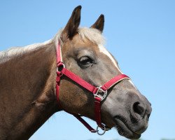 Pferd Winnie (Haflinger, 1994, von Winter 454)