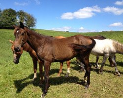 dressage horse Secret Boy (Westphalian, 2011, from Silbermond)