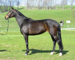 broodmare Rapa Nui So (German Sport Horse, 2004, from Ruisador)