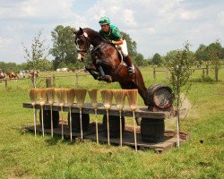 Pferd Sir Sachsen (Deutsches Sportpferd, 2006, von Sir Oldenburg)